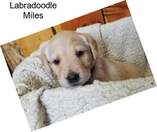 Labradoodle Miles