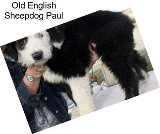 Old English Sheepdog Paul