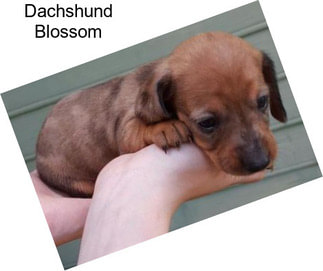 Dachshund Blossom