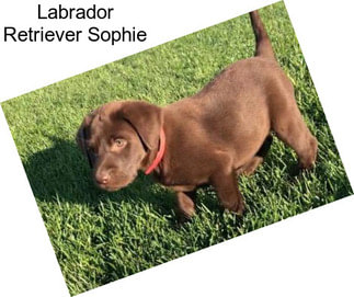 Labrador Retriever Sophie