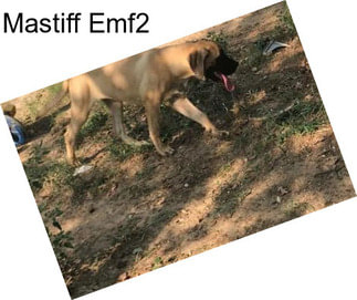 Mastiff Emf2