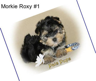 Morkie Roxy #1