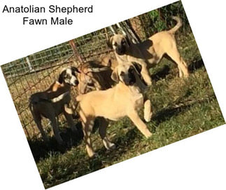 Anatolian Shepherd Fawn Male