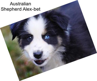 Australian Shepherd Alex-bet