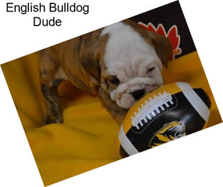 English Bulldog Dude