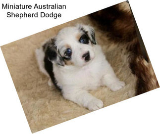 Miniature Australian Shepherd Dodge