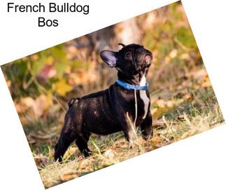 French Bulldog Bos