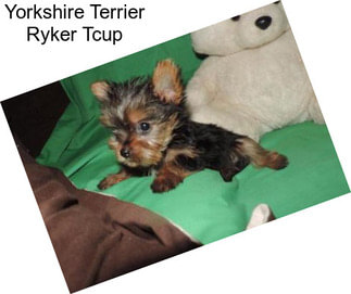Yorkshire Terrier Ryker Tcup
