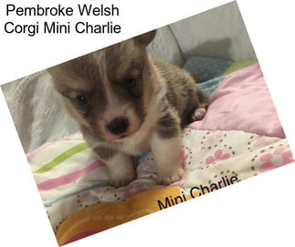 Pembroke Welsh Corgi Mini Charlie