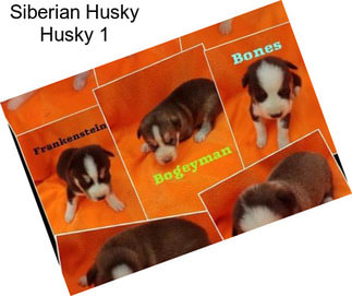 Siberian Husky Husky 1