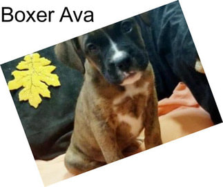 Boxer Ava