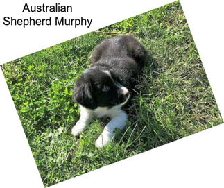 Australian Shepherd Murphy