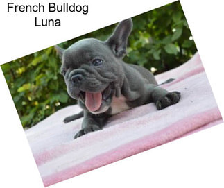 French Bulldog Luna