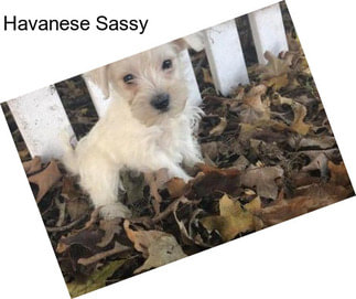 Havanese Sassy