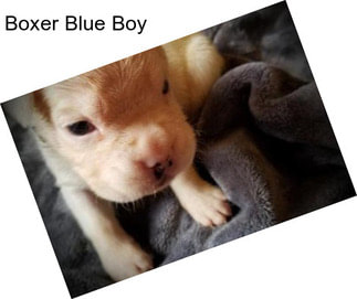 Boxer Blue Boy
