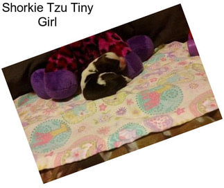 Shorkie Tzu Tiny Girl