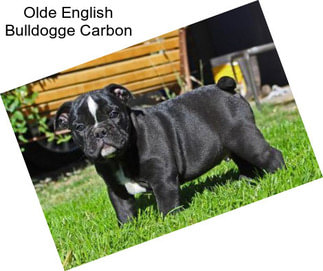 Olde English Bulldogge Carbon