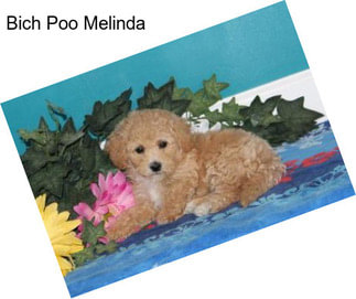 Bich Poo Melinda