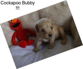 Cockapoo Bubby !!!