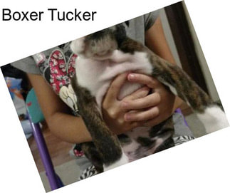 Boxer Tucker