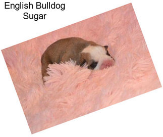 English Bulldog Sugar