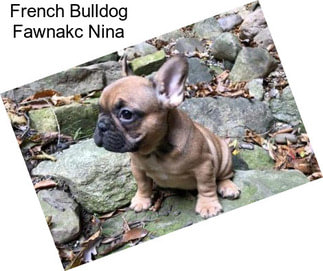 French Bulldog Fawnakc Nina