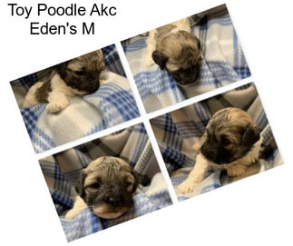 Toy Poodle Akc Eden\'s M