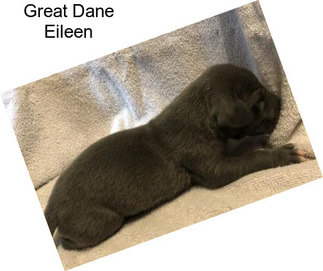 Great Dane Eileen