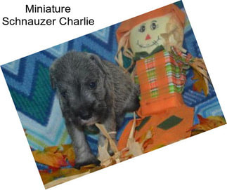 Miniature Schnauzer Charlie