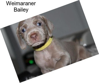 Weimaraner Bailey