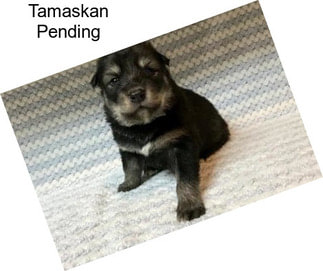 Tamaskan Pending