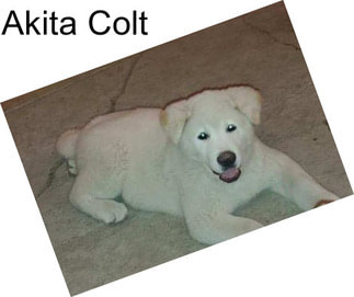 Akita Colt
