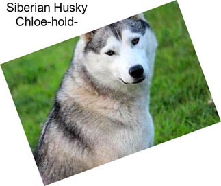 Siberian Husky Chloe-hold-