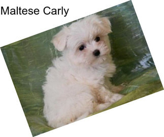 Maltese Carly