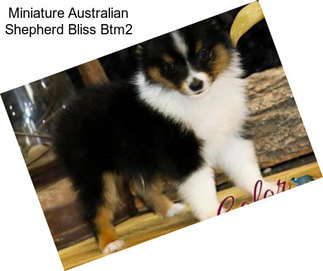 Miniature Australian Shepherd Bliss Btm2