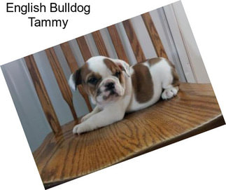 English Bulldog Tammy