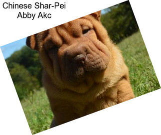 Chinese Shar-Pei Abby Akc