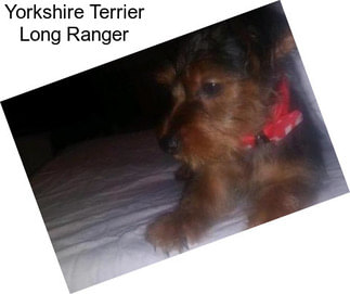 Yorkshire Terrier Long Ranger