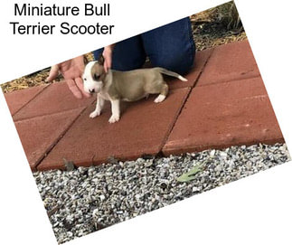 Miniature Bull Terrier Scooter