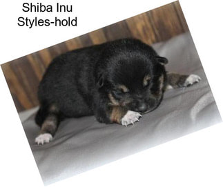 Shiba Inu Styles-hold