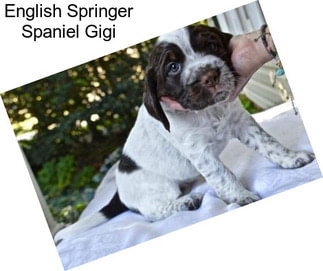 English Springer Spaniel Gigi