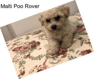 Malti Poo Rover