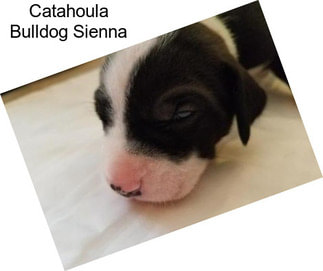 Catahoula Bulldog Sienna