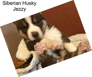 Siberian Husky Jezzy