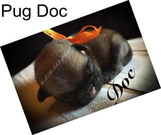 Pug Doc