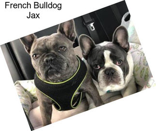 French Bulldog Jax