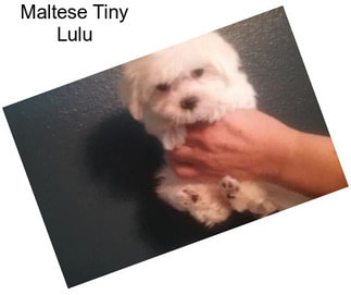 Maltese Tiny Lulu