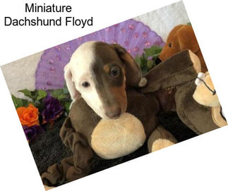 Miniature Dachshund Floyd