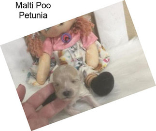 Malti Poo Petunia