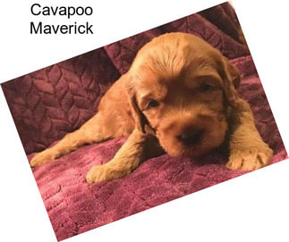 Cavapoo Maverick